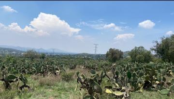 19 Hectareas en Teotihuacan