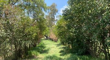 19 Hectareas en Teotihuacan