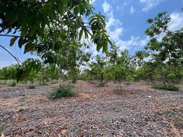 VENTA DE TERRENO EN TECUALA NAYARIT 60 Hectáreas