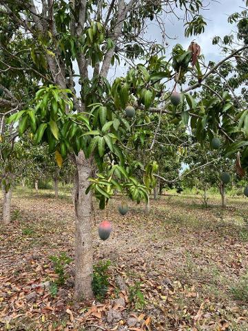 VENTA DE TERRENO EN TECUALA NAYARIT 60 Hectáreas