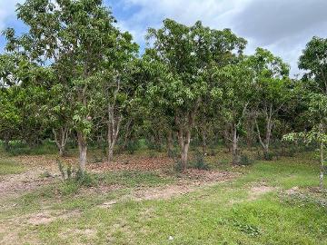 VENTA DE TERRENO EN ACAPONETA, NAYARIT 40 Ha