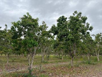 VENTA DE TERRENO EN ACAPONETA, NAYARIT 40 Ha