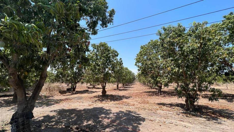 Imagen de terreno en venta en san josé de gracia, acaponeta, nayarit