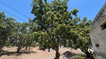 Venta de Huertas de Mango en Acaponeta. Nayarit