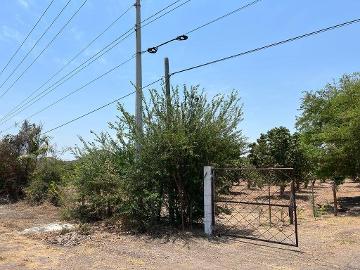 Venta de Huertas de Mango en Acaponeta. Nayarit