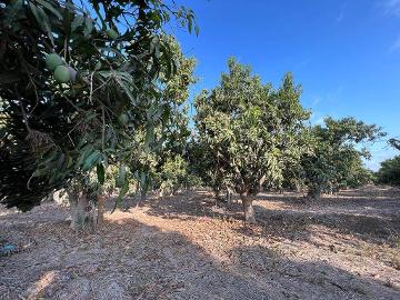 VENTA DE TERRENO EN TECUALA NAYARIT, 22 HECTÁREAS