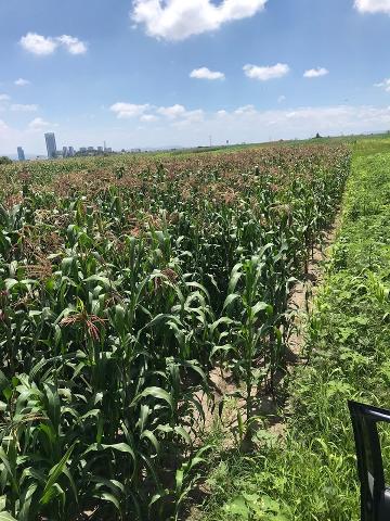 TERRENO EN VENTA EN OCOYUCAN, PUEBLA