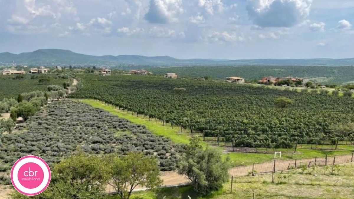 Viñedo San Miguel