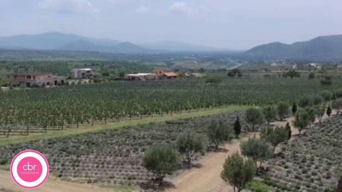 Viñedo San Miguel
