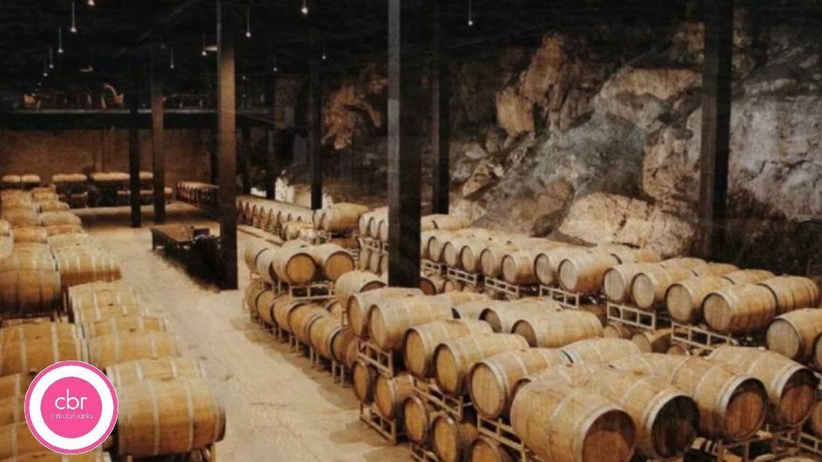 Viñedo San Miguel