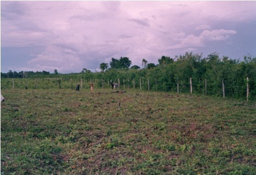 Terreno Carretera Escarcega Chetumal Km. 165, entre Campeche y Chetumal