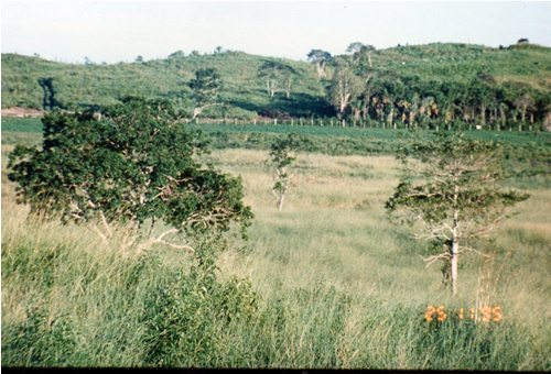 Terreno Carretera Escarcega Chetumal Km. 165, entre Campeche y Chetumal