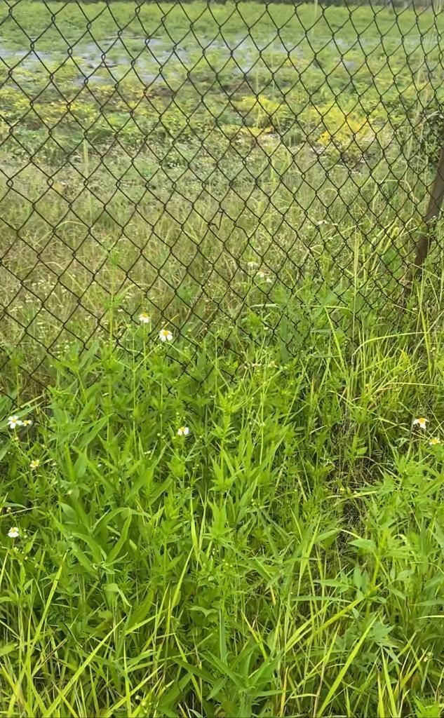 Terreno en venta en Morelos Tlayacapan
