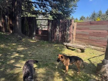 Terreno en Renta Adaptado Para Hotel de Perros